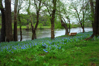 Mertensia virginica <br>VIRGINIA WOODLAND BLUEBELLS