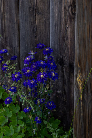 Aquilegia <br>BARLOW MIX DOUBLE COLUMBINE