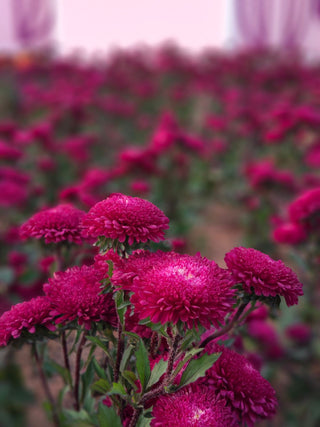 Callistephus chinensis <br>ASTER GIANT POMPOM MIX