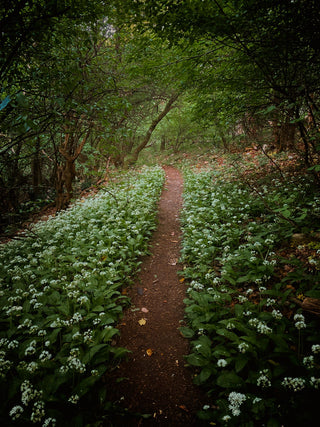 Allium ursinum <br>WILD WOOD GARLIC, RAMSON'S BEAR'S GARLIC