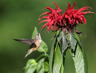 Monarda didyma <br>RED BEE BALM, BERGAMOT