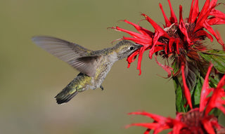 Monarda didyma <br>RED BEE BALM, BERGAMOT