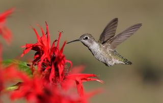 Monarda didyma <br>RED BEE BALM, BERGAMOT