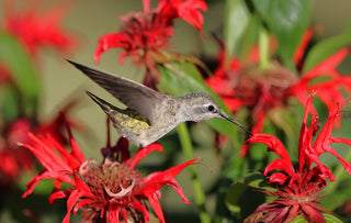 Monarda didyma <br>RED BEE BALM, BERGAMOT