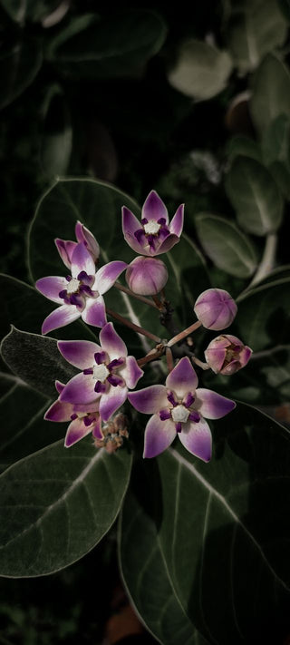 Calotropis gigantea <br>GIANT MILKWEED, CROWN FLOWER