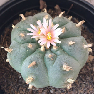 Lophophora fricii x koehresii <br>PEYOTE CACTUS