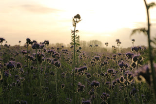 Phacelia tanacetifolia <br>LACY PHACELIA, BLUE TANSY <br>Organic