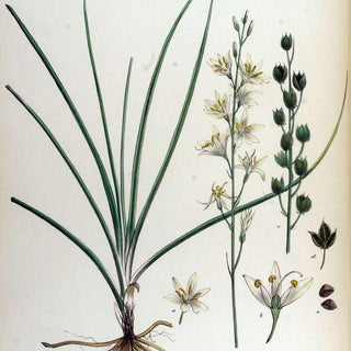 Anthericum liliago <br>ST BERNARDS LILY