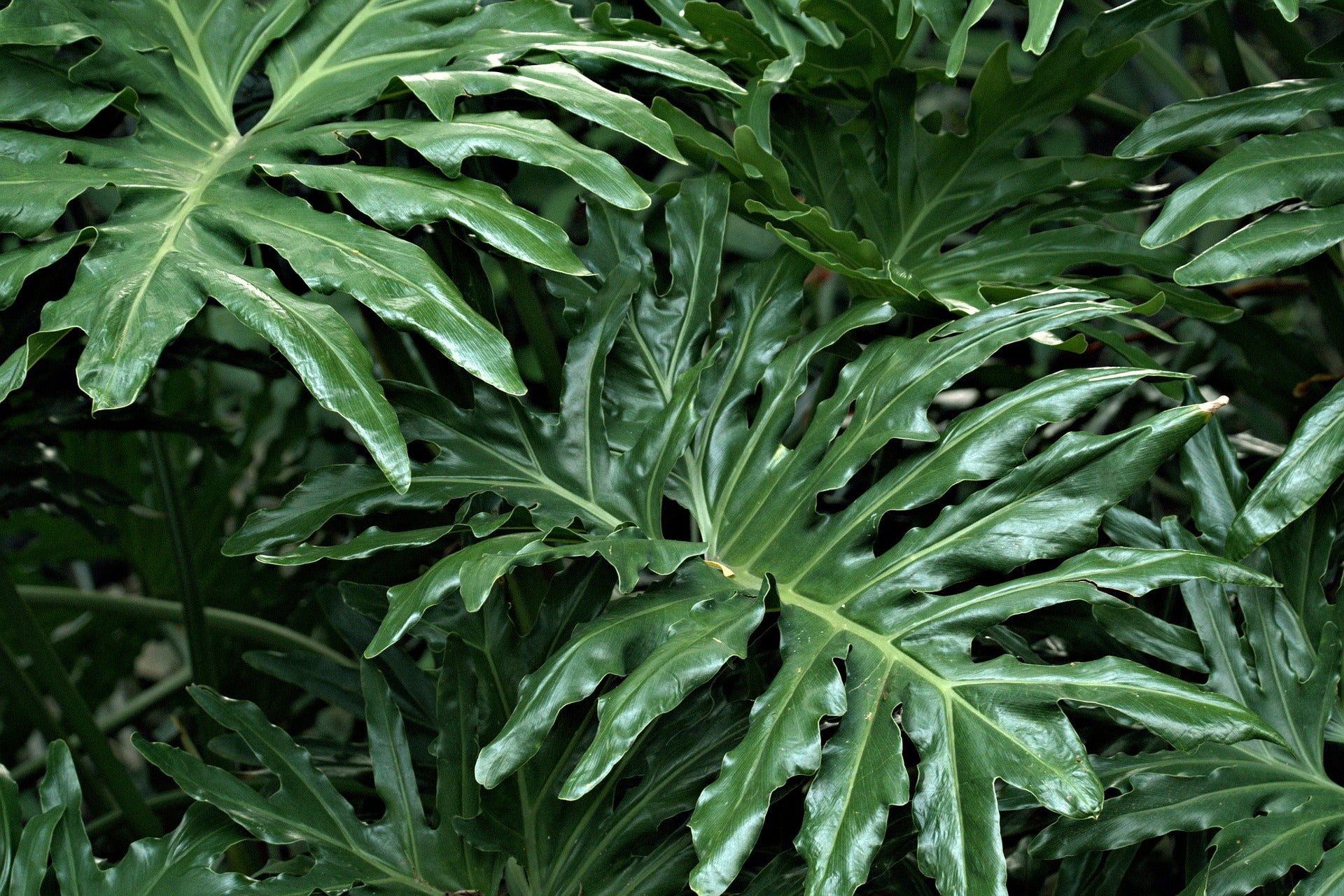 lacerum philodendron Philodendron selloum SPLIT LEAF PHILODENDRON – Ferri Seeds