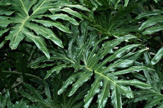 Philodendron lacerum <br> TOOTHED PHILODENDRON