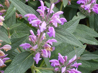 Phlomis tuberosa <br>LAMPWICK PLANT, JERUSALEM SAGE