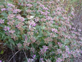 Phlomis tuberosa <br>LAMPWICK PLANT, JERUSALEM SAGE