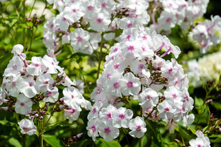 Phlox paniculata <br>PERENNIAL PHLOX NEW HYBRIDS