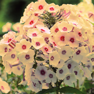 Phlox drummondii <br>CHERRY CARMEL PHLOX