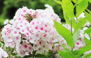 Phlox paniculata <br>PERENNIAL PHLOX NEW HYBRIDS