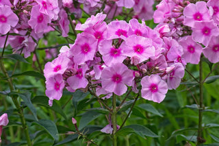 Phlox paniculata <br>PERENNIAL PHLOX NEW HYBRIDS