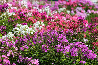 Phlox paniculata <br>PERENNIAL PHLOX NEW HYBRIDS