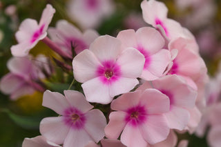 Phlox paniculata <br>PERENNIAL PHLOX NEW HYBRIDS