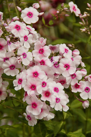 Phlox paniculata <br>PERENNIAL PHLOX NEW HYBRIDS