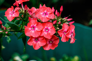 Phlox paniculata <br>PERENNIAL PHLOX NEW HYBRIDS