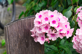 Phlox paniculata <br>PERENNIAL PHLOX NEW HYBRIDS