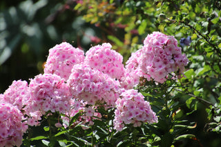 Phlox paniculata <br>PERENNIAL PHLOX NEW HYBRIDS