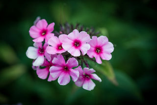 Phlox paniculata <br>PERENNIAL PHLOX