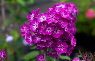 Phlox paniculata <br>PERENNIAL PHLOX NEW HYBRIDS