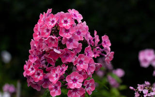 Phlox paniculata <br>PERENNIAL PHLOX NEW HYBRIDS