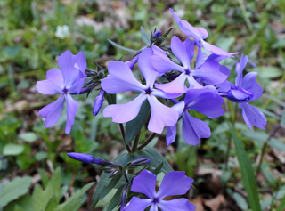 Phlox divaricata <br>WILD BLUE PHLOX