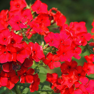 Phlox drummondii <br>RED DRUMMOND PHLOX