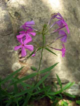 Phlox glaberrima <br>SMOOTH PHLOX, MARSH PHLOX