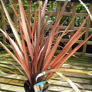 Phormium tenax <br>PHORMIUM MIX, NEW ZEALAND FLAX