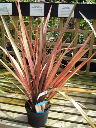 Phormium tenax <br>VARIEGATED NEW ZEALAND FLAX