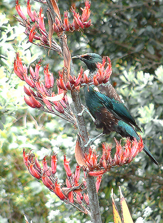 Phormium tenax <br>VARIEGATED NEW ZEALAND FLAX