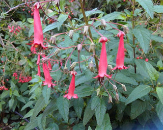 Phygelius capensis <br>CAPA FUCHSIA, CAPE FIGWORT