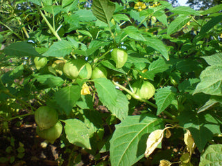 Physalis peruviana <br>PERUVIAN GROUNDCHERRY, GOOSEBERRY Husk Cherry