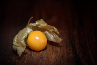 Physalis peruviana <br>PERUVIAN GROUNDCHERRY, GOOSEBERRY Husk Cherry