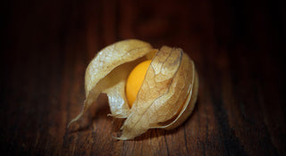 Physalis peruviana <br>PERUVIAN GROUNDCHERRY, GOOSEBERRY Husk Cherry