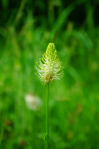 Phyteuma spicatum <br>SPIKED RAMPION