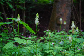 Phyteuma spicatum <br>SPIKED RAMPION