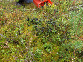 Empetrum nigrum <br>CROWBERRY