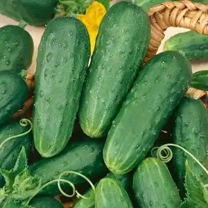 Cucumis sativus <br>PICKLING CUCUMBER
