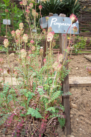 Sanguisorba minor <br>BURNET, PIMPERNELLE