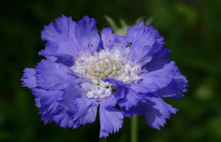 Lomelosia caucasica, Scabiosa CAUCASIAN PINCUSHION FLOWER