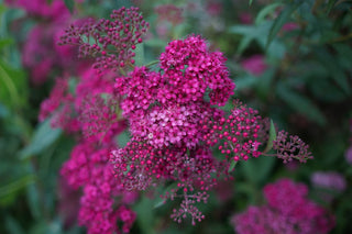 Lobularia <br>SWEET ALYSSUM DEEP ROSE-RED