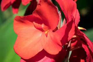 canna seeds