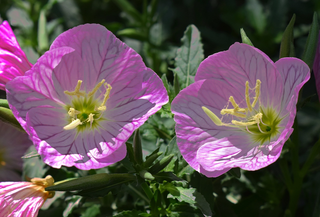 Oenothera kunthiana <br>PINK EVENING PRIMROSE