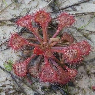 Drosera collinsiae <br>COLLIN'S SUNDEW