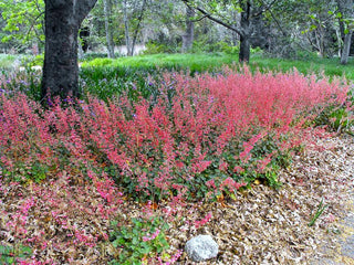 Heuchera <br>CORAL BELLS FIREFLY